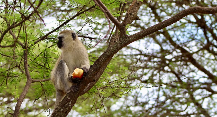 Vervet aapjes Tanzania